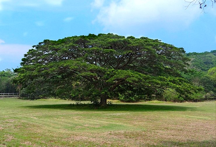 Big tree at Youth for Peace campgrounds
