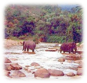 Thai elephants in river